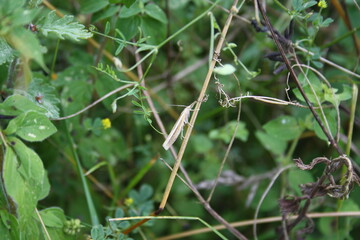 Grass moth on a blade of grass (Graszünsler)