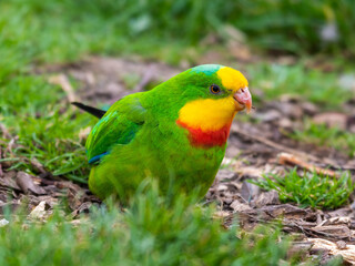 Fototapeta premium Barraband's Parrot Foraging on the Ground