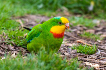 Barraband's Parrot Foraging on the Ground