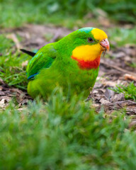 Barraband's Parrot Foraging on the Ground