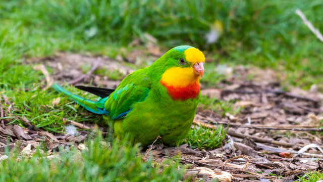 Barraband's Parrot Foraging on the Ground
