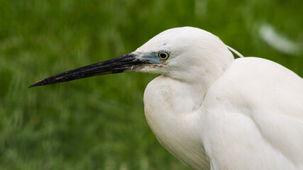 Little Egret Close Up Side Profile