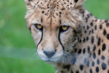 Gepard mit Depression