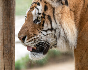 Gorgeous Bengal Tiger Close Up Side Profile