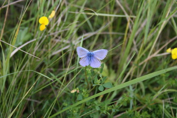 gossamer-winged butterfly in the grass (Bläuling)