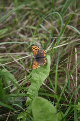 Large copper butterfly on leaf (Großer Feuerfalter)