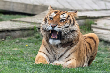 Gorgeous Bengal Tiger Resting on Grass and Showing its Teeth