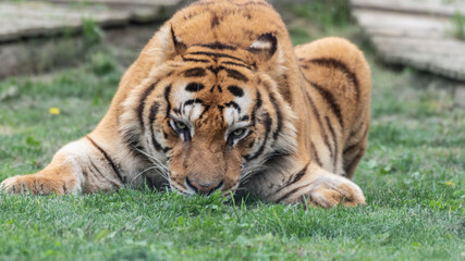 Gorgeous Bengal Tiger Resting on Grass