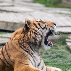 Gorgeous Bengal Tiger Resting on Grass and Showing its Teeth