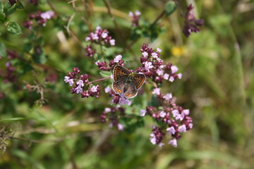 American copper butterfly on pink flower (Feuerfalter)