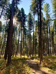 path in the forest