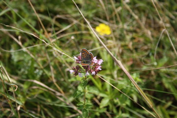 American copper butterfly on pink flower (Kleiner Feuerfalter)