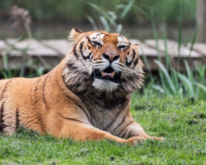 Gorgeous Bengal Tiger Resting on Grass and Showing its Teeth