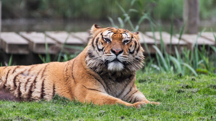 Gorgeous Bengal Tiger Resting on Grass