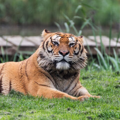 Gorgeous Bengal Tiger Resting on Grass