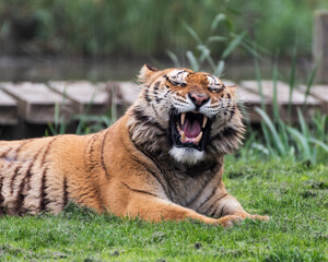 Gorgeous Bengal Tiger Resting on Grass and Showing its Teeth