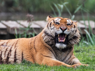 Gorgeous Bengal Tiger Resting on Grass and Showing its Teeth