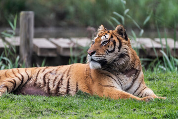 Fototapeta na wymiar Gorgeous Bengal Tiger Resting on Grass