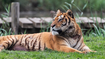 Gorgeous Bengal Tiger Resting on Grass