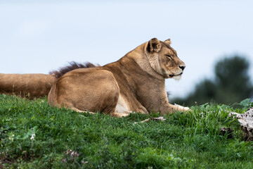 Beautiful Female Lion