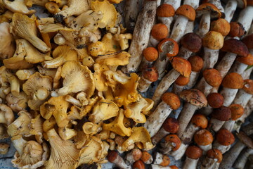 mushrooms collected in a forest near Moscow