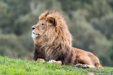 Majestic Male Lion Resting on Grass in the Sun
