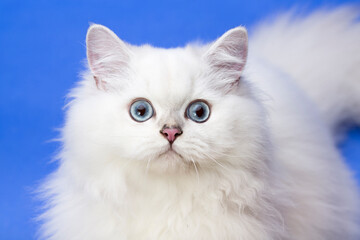 Naklejka na ściany i meble Biały kot długowłosy brytyjski brytyjczyk portret 