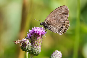 Ringlet