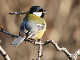 Great tit (Parus major)