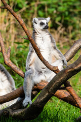 Ring-Tailed Lemur Resting in the Sun on a Tree Branch