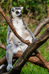 Ring-Tailed Lemur Resting in the Sun on a Tree Branch