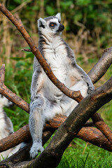 Ring-Tailed Lemur Resting in the Sun on a Tree Branch
