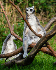 Ring-Tailed Lemur Resting in the Sun on a Tree Branch