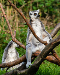 Ring-Tailed Lemur Resting in the Sun on a Tree Branch