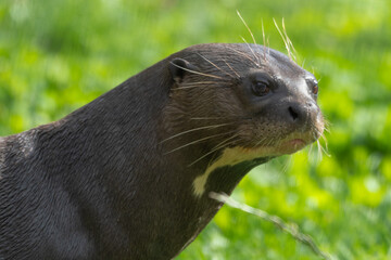 Giant River Otter Close Up Portrait