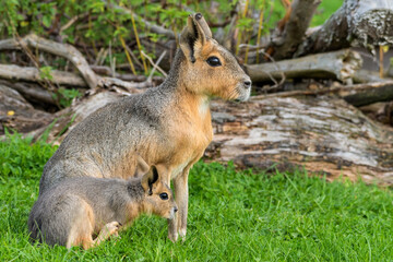 Patagonian Mara Sitting Next to Her Baby