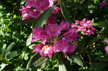 Rhododendron. Beautiful macro photo of a pink blooming rhododendron against a background of green leaves