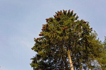 Green coniferous tree against the sky