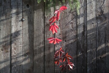 Twig with red leaves of Parthenocissus quinquefolia (Virginia creeper, Victoria creeper, five-leaved ivy, five-finger)  on wooden brown fence - obrazy, fototapety, plakaty