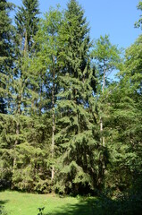 Spruce Tree Forest, Sunbeams through Fog illuminating Moss and Fern Covered Forest Floor, Creating a Mystic Atmosphere