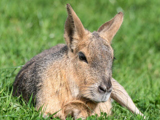 Patagonian Mara Resting on Grass