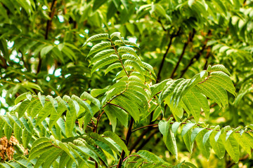 green leaves of the Ailanthus altissima tree