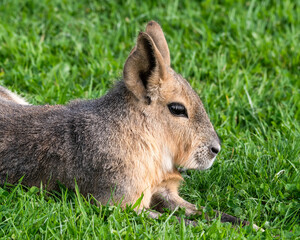 Patagonian Mara Resting on Grass