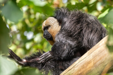 Male White-Faced Saki Monkey Sat on a Platform in a Tree