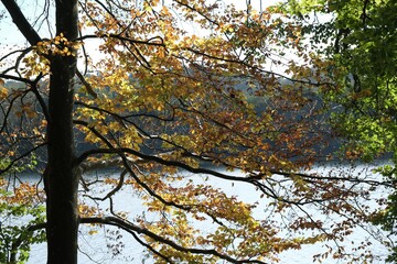 Branches of trees with colorful autumn leaves. There is lake in the background.