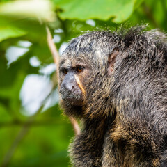 Female White-Faced Saki Monkey Sat on a Platform in a Tree