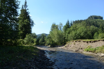 Obraz premium Spruce Tree Forest, Sunbeams through Fog illuminating Moss and Fern Covered Forest Floor, Creating a Mystic Atmosphere