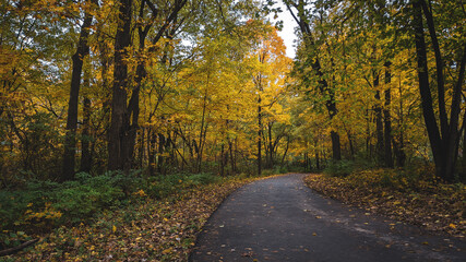 Nice pathway in the fall with brightly colored trees.