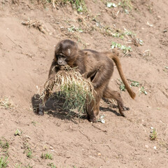 Gelada Monkey Carrying a Lump of Grass in irs Mouth