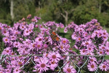 Butterfly Aglais io  (European peacock, peacock butterfly) is sitting on beautiful bush with pink flowers of Aster dumosus (rice button aster, bushy aster) in garden